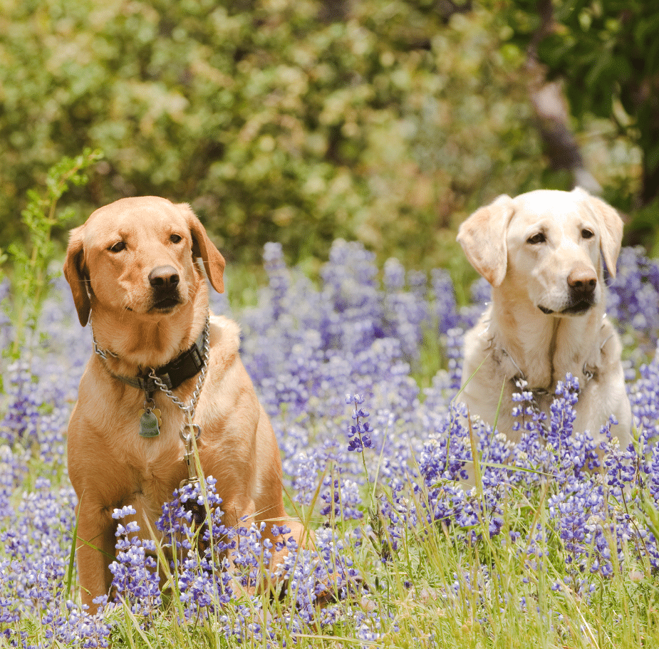 two dogs in field