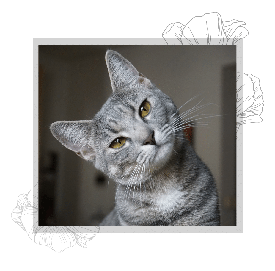grey cat tilting head